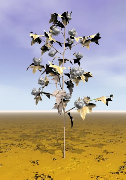 Зрелое хлопковое растение - 3D рендеринг — стоковое фото