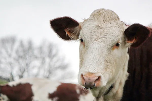 Cow with a ring in the nose — Stock Photo, Image