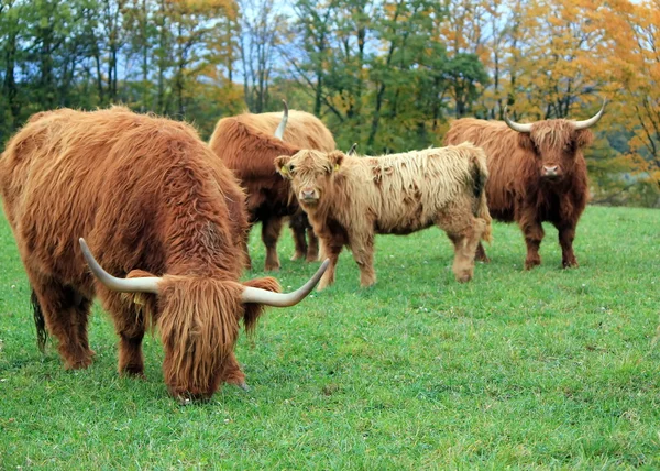 Herd of highland cows by autumn day — Stock Photo, Image