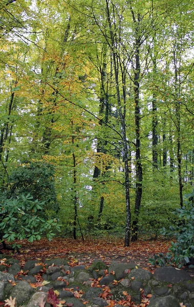 Skog på hösten — Stockfoto