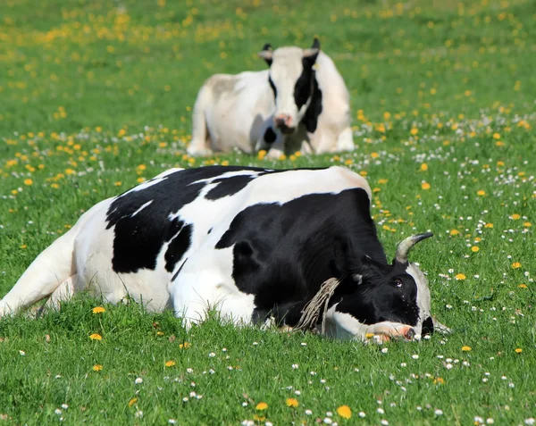 Holstein krów o odpoczynku — Zdjęcie stockowe