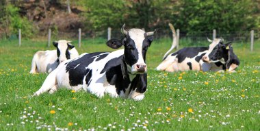 dinlenme holstein inek