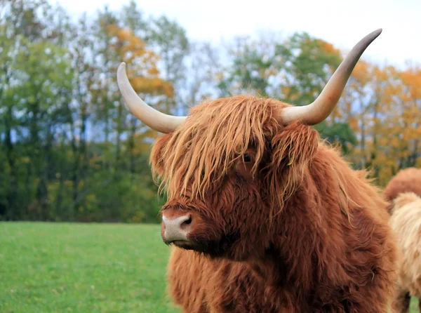 Highland cow portrait by autumn day — Stock Photo, Image
