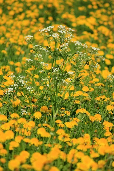 Weiße Blume zwischen Löwenzahn — Stockfoto