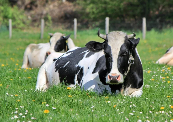 Dinlenme holstein inek — Stok fotoğraf