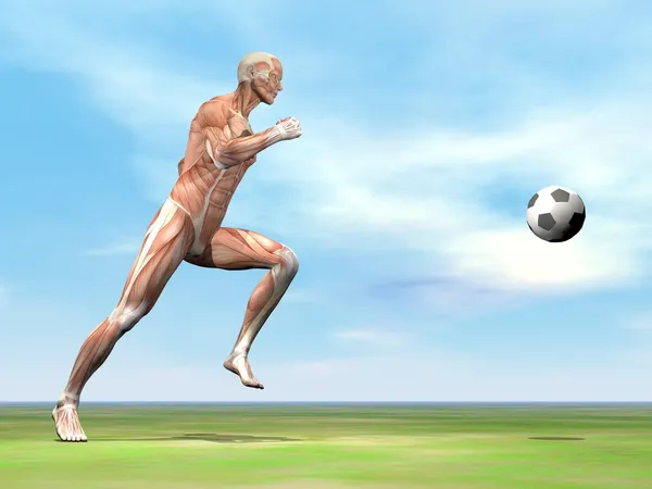 Muscles of soccer player - 3D render — Stock Photo, Image