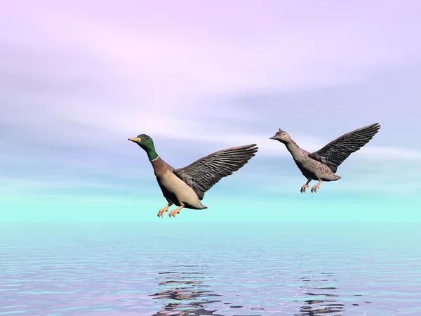Mallard ducks landing - 3D render — Stock Photo, Image