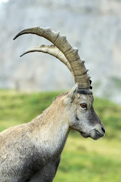 Wild alpine ibex - steinbock portrait — Stock Photo, Image