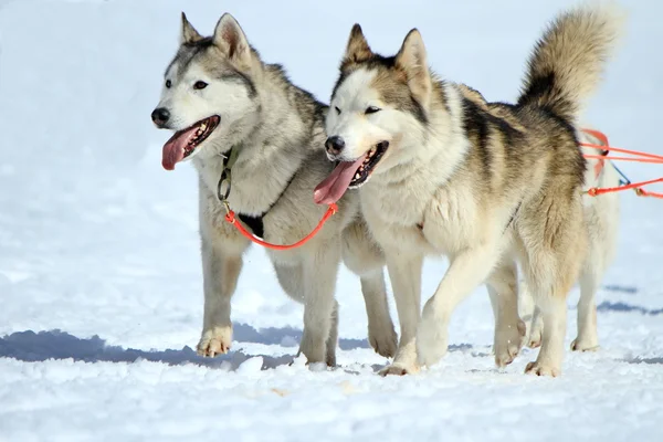 Una squadra di cani da slitta husky al lavoro — Foto Stock