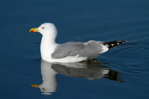 Gull on the lake — Stock Photo, Image