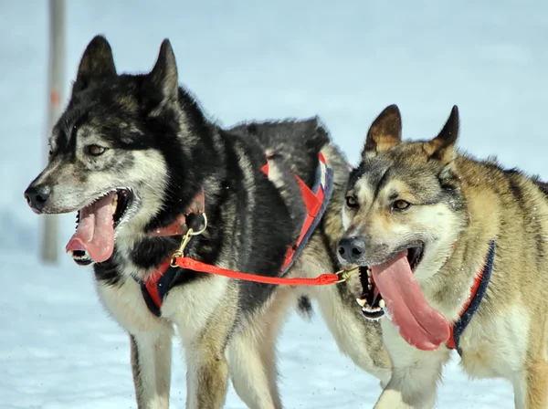 Une équipe de chiens de traîneau husky au travail — Photo