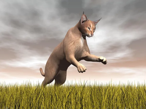 Caracal hunting - 3D render — Stock Photo, Image