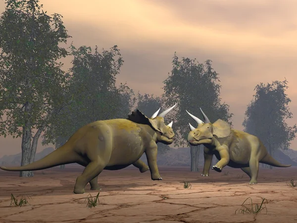 Triceratops dinosaurs fighting - 3D render — Stock Photo, Image