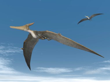 Pteranodon dinosaurs flying - 3D render clipart