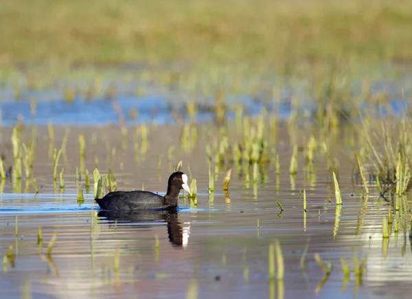 Coot silencioso na lagoa — Fotografia de Stock