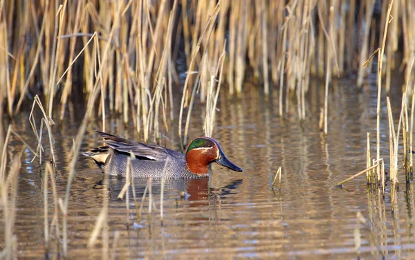 Eurasian (or common) teal duck in the pond — Stock Photo, Image