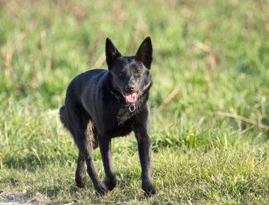 Schipperke siyah köpek