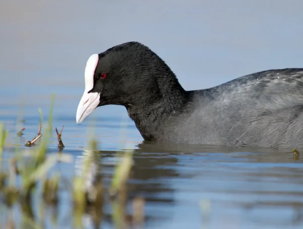 Blässhühner im Teich — Stockfoto