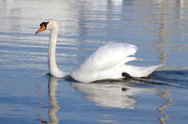 Mute swan açık kanatlı