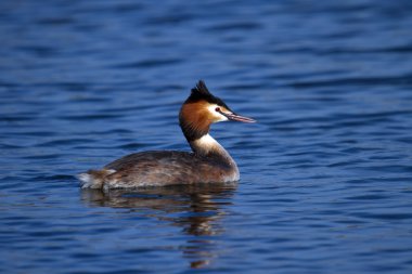 büyük tepeli Bahri ördek