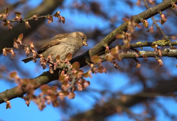 Vrouwelijke sparrow — Stockfoto