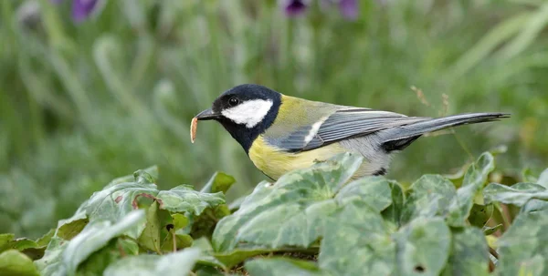 Teta de carbón comiendo un gusano — Foto de Stock