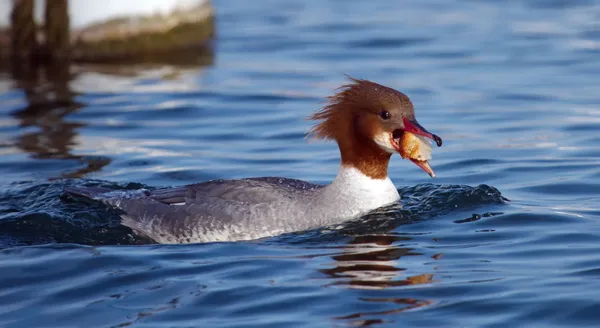 女性 goosander アヒルのパンを食べること — ストック写真