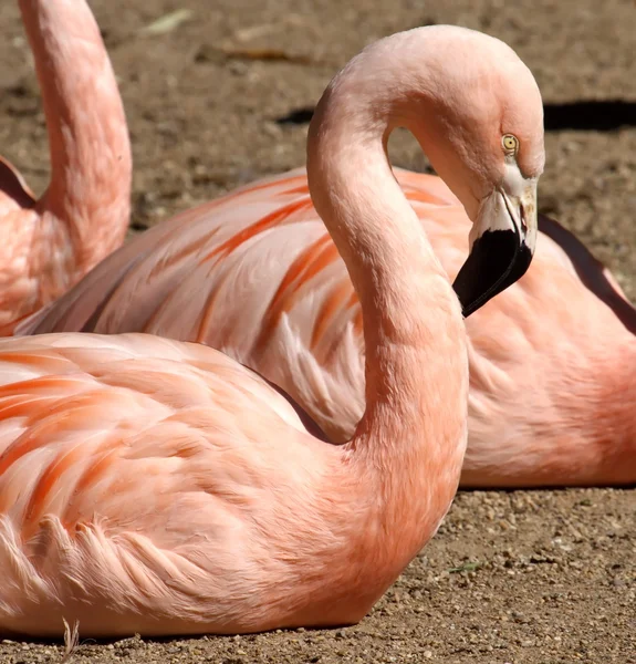 Portrait de flamant rose du Chili — Photo