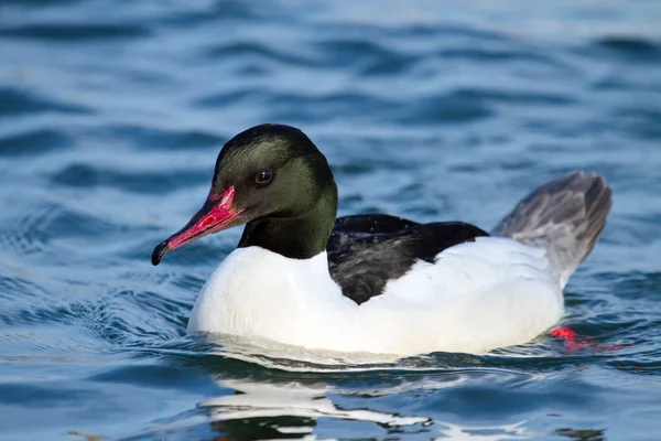 男性カワアイサまたは goosander — ストック写真