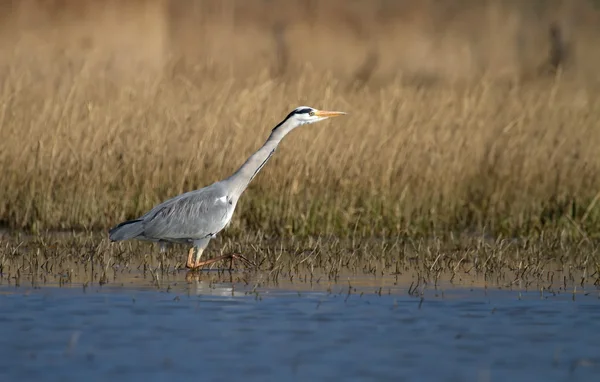 Grey heron walking in water — Stock Photo, Image
