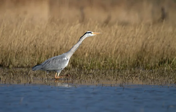 Garza gris caminando en el agua —  Fotos de Stock