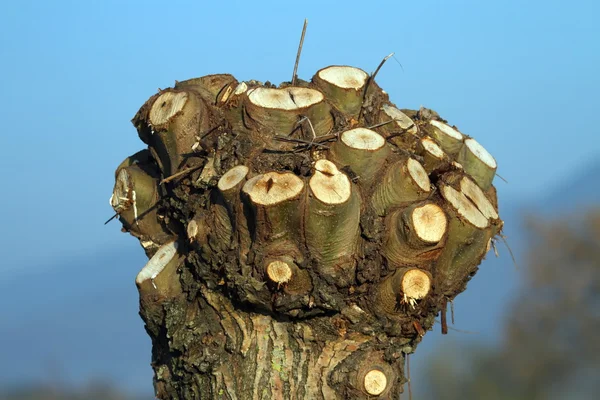 Cones de abeto da Noruega — Fotografia de Stock