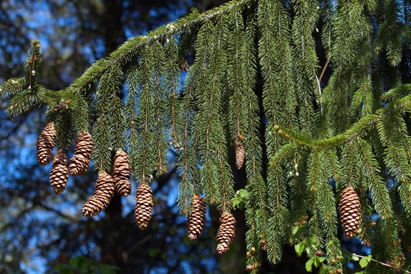 Norway spruce cones — Stock Photo, Image