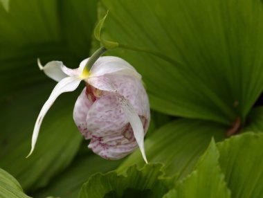 terlik orkide (cypripedium formosanum)