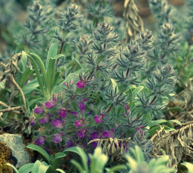ahşap betony (stachys lavandulifolia)