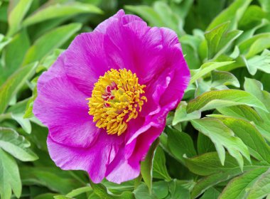 Avrupa veya ortak Şakayık (paeonia officinalis)