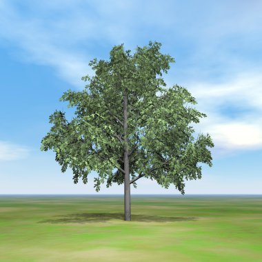 Brachychiton ağacı