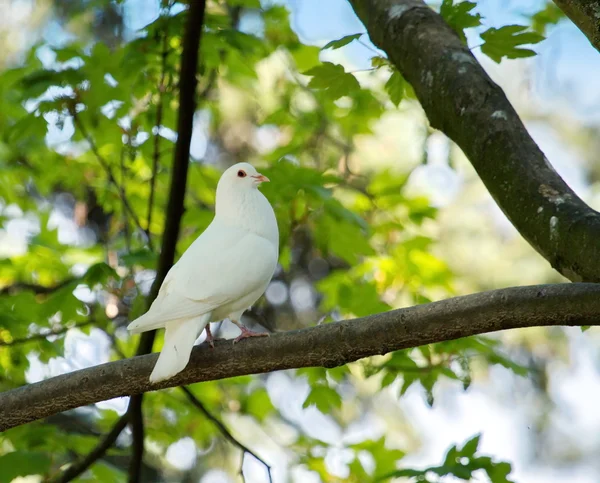 Duif in de boom — Stockfoto