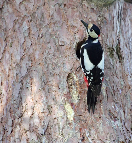 Hairy woodpecker male bird — Stock Photo, Image