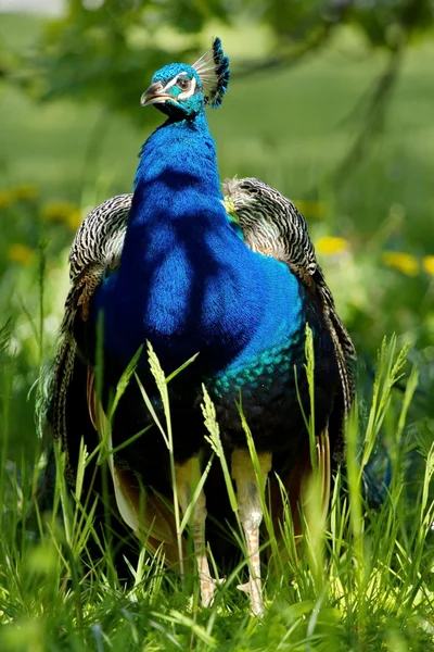 Peafowl en la hierba —  Fotos de Stock