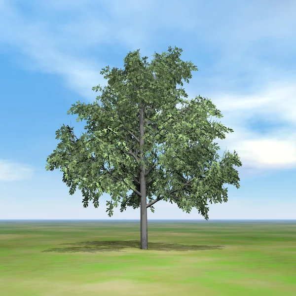 Brachychiton tree — Stock Photo, Image