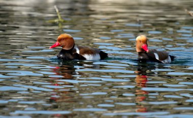 Kırmızı Tepeli patka ördek (netta rufina)