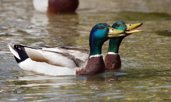 Mallard (anas platyrhynchos) patos charlando — Foto de Stock