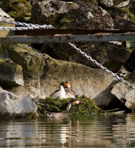 Nido di leone crestato (podiceps cristatus) nelle rocce — Foto Stock