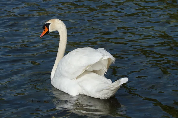 Mute swan (cygnus olor) with open wings — Stock Photo, Image