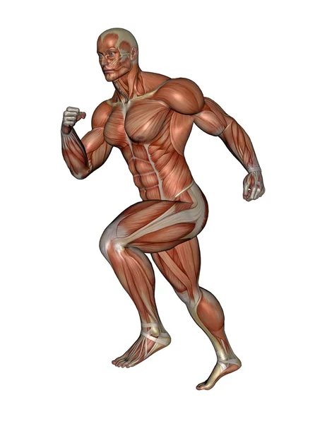 Homme musculaire en cours d'exécution - rendu 3D — Photo