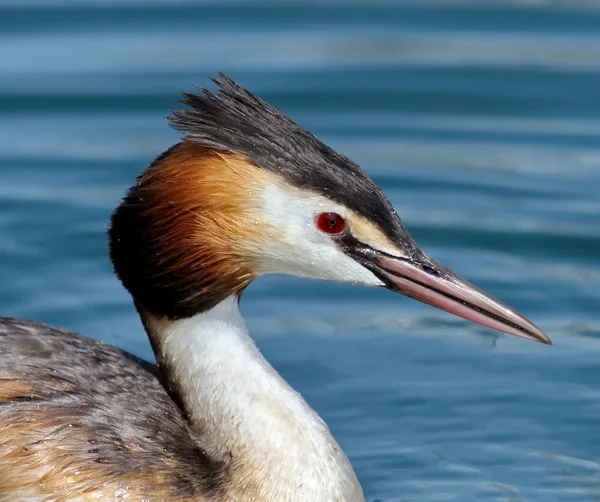 Grebe crestado (podiceps cristatus) retrato de pato —  Fotos de Stock