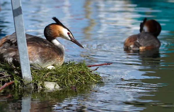 Roháč (podiceps cristatus) kachnu na hnízdě — Stock fotografie