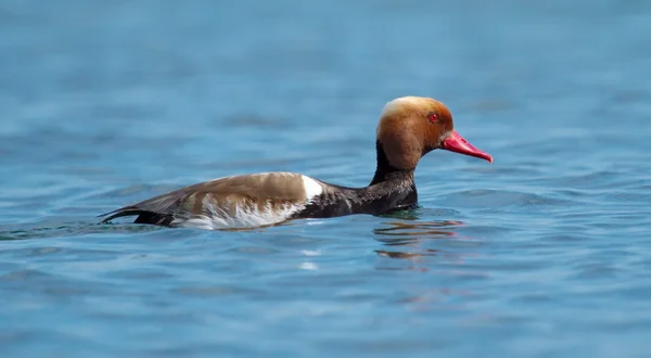 Rotschopfpochard (netta rufina)) — Stockfoto