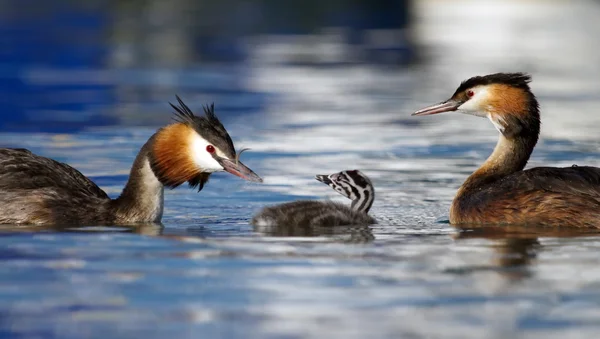 Grebe crestado, podiceps cristatus, familia de patos —  Fotos de Stock